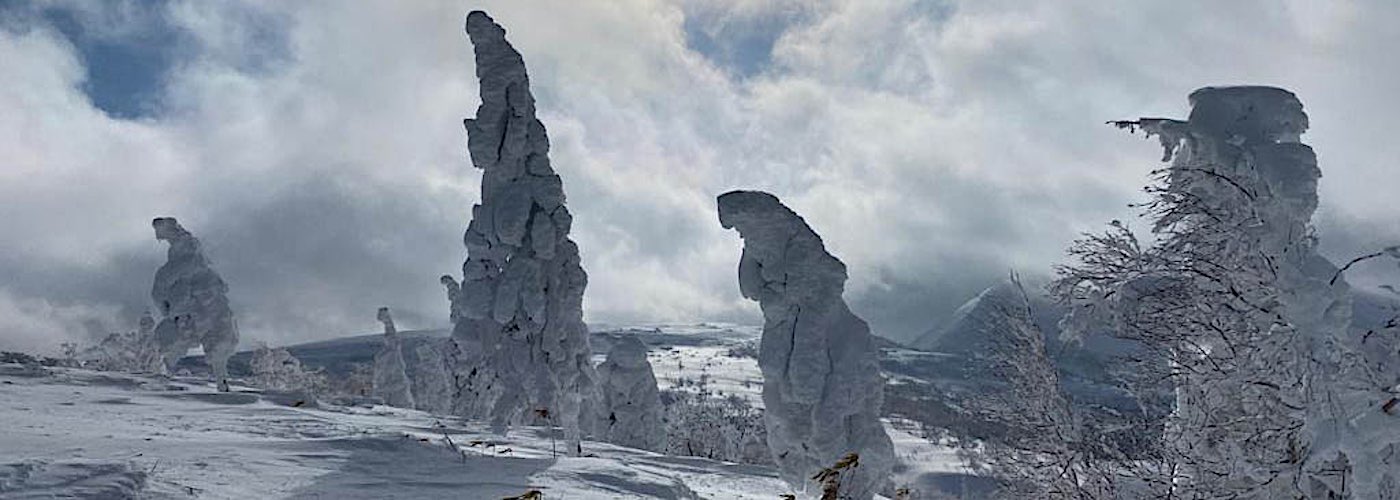 Japon snowy trees